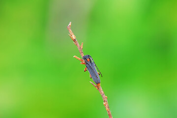 Longicorn on wild plants, North China