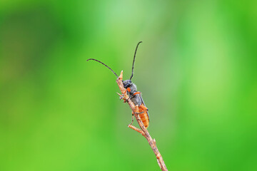 Longicorn on wild plants, North China