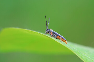 Longicorn on wild plants, North China
