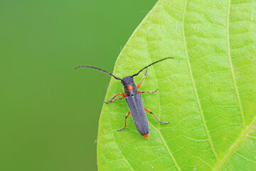 Longicorn on wild plants, North China