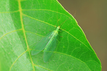 A functional insect of the order Neuroptera in the wild, North China