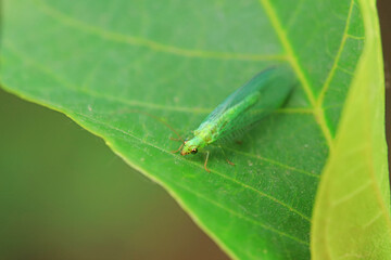 A functional insect of the order Neuroptera in the wild, North China