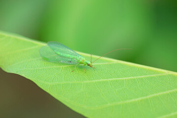 A functional insect of the order Neuroptera in the wild, North China