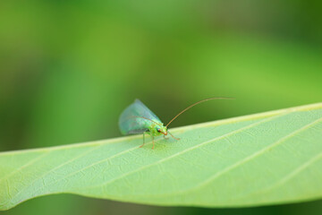 A functional insect of the order Neuroptera in the wild, North China