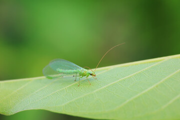 A functional insect of the order Neuroptera in the wild, North China