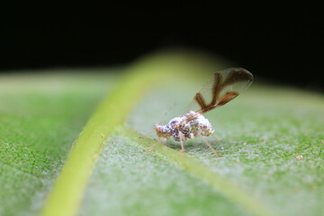 Aphids in the wild, North China