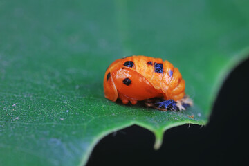 Ladybugs on wild plants, North China