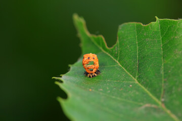 Ladybugs on wild plants, North China