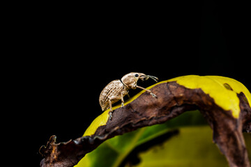 Weevil on wild plants, North China