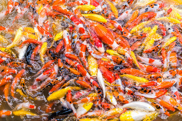 Crowded hungry carps