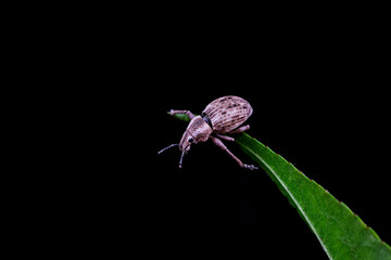 Weevil on wild plants, North China