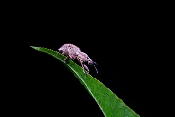 Weevil on wild plants, North China