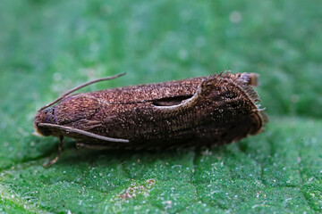 Lepidoptera insects in the wild, North China