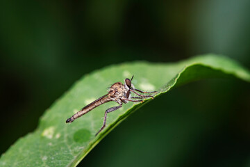 Insectivorous Gadfly in the wild, North China