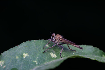 Insectivorous Gadfly in the wild, North China