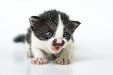 Fototapeta na wymiar An adorable striped cat on a white background