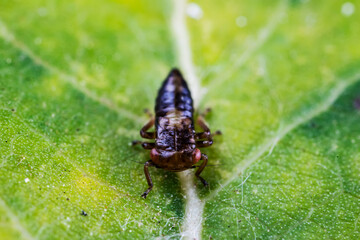 Leaf cicada on wild plants, North China
