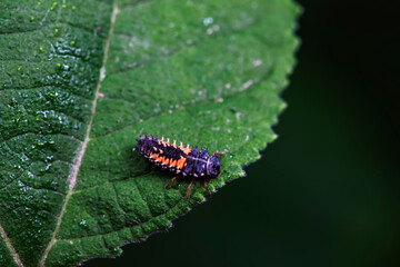 Ladybugs on wild plants, North China