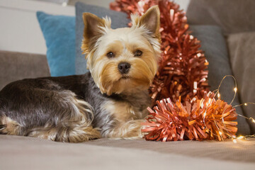 Cute brown fluffy Yorkshire Terrier dog with red tinsel glowing garland is lying on sofa. Decor for New Year 2022 Christmas tree. Pet indoors, space for text. Funny puppy muzzle with sad eyes big ears