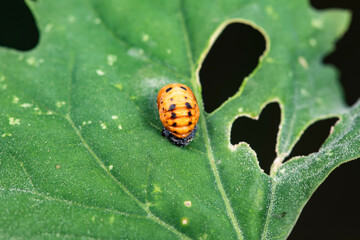 Ladybugs on wild plants, North China