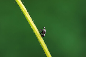 Hemiptera wax Cicadellidae insects on wild plants, North China