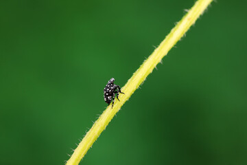 Hemiptera wax Cicadellidae insects on wild plants, North China