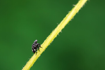 Hemiptera wax Cicadellidae insects on wild plants, North China