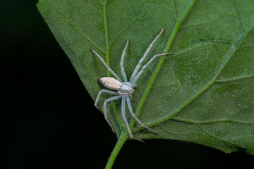 Spiders in the wild, North China