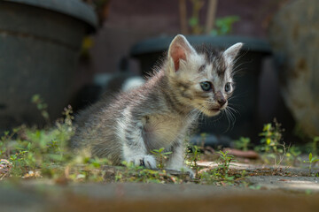 An Adorable Striped Cat Lazing In The Garden