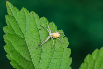 Spiders in the wild, North China