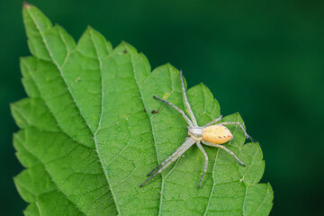 Spiders in the wild, North China