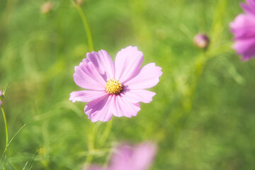 Fototapeta premium 秋の コスモス畑