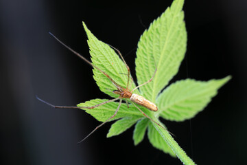 Spiders in the wild, North China