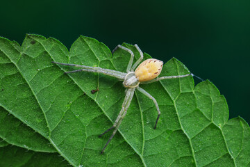 Spiders in the wild, North China