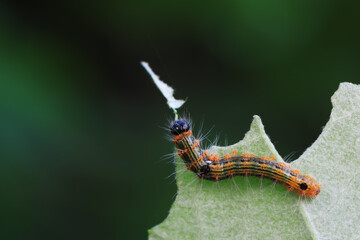 Lepidoptera larvae in the wild, North China