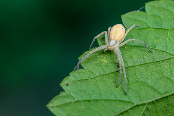 Spiders in the wild, North China