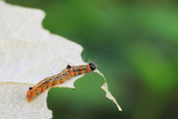 Lepidoptera larvae in the wild, North China