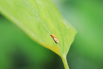 Obraz premium Leaf cicada on wild plants, North China