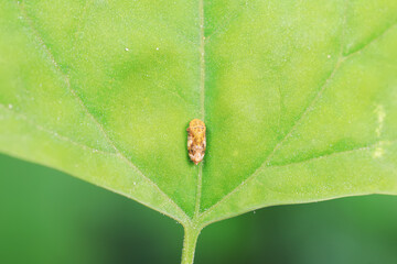 Leaf cicada on wild plants, North China