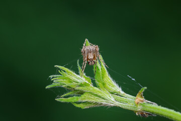 Spiders in the wild, North China