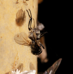 Flies stuck to sticky tape on a black background.