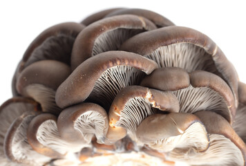 Oyster mushrooms isolated on a white background.