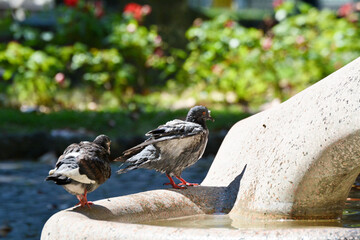 Piccioni bevono a una fontana a un parco pubblico.