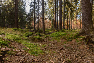 Obraz premium Fichten Wald mit Sonne im November in Thüringen, Deutschland