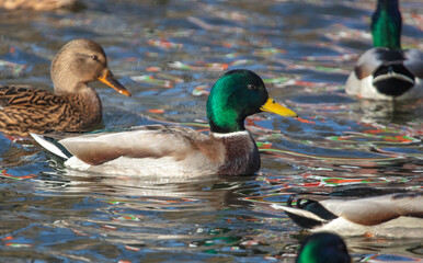 The duck swims in the pond.