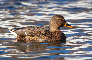 The duck swims in the pond.
