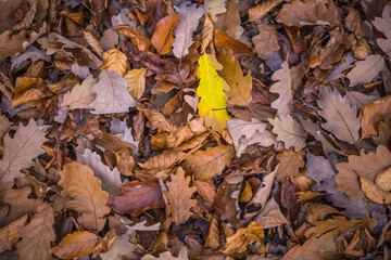 autumn leaves on the ground, a yellow leaf