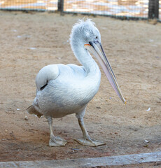 Pelican bird portrait at zoo.