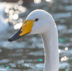 Obraz premium Portrait of a white swan in the lake.