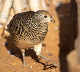 Portrait of a female pheasant.